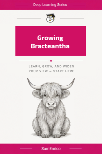Growing Bracteantha