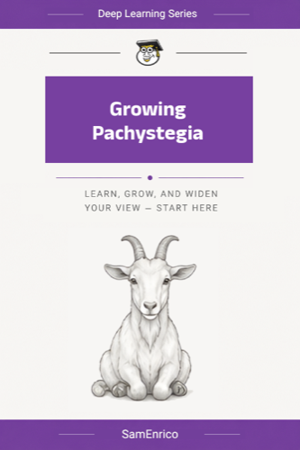 Growing Pachystegia