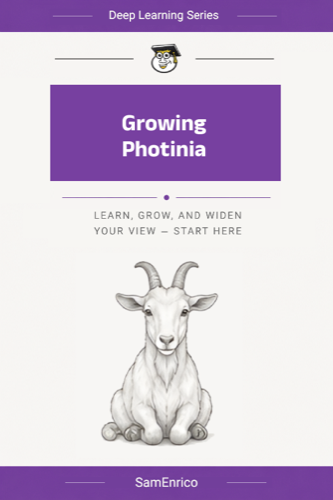 Growing Photinia