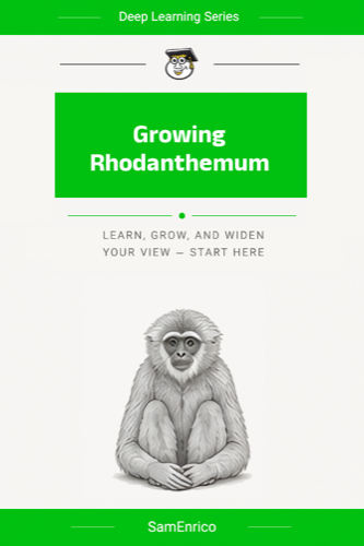 Growing Rhodanthemum
