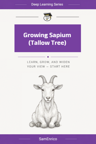 Growing Sapium (Tallow Tree)
