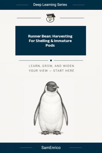 Runner Bean: Harvesting For Shelling & Immature Pods