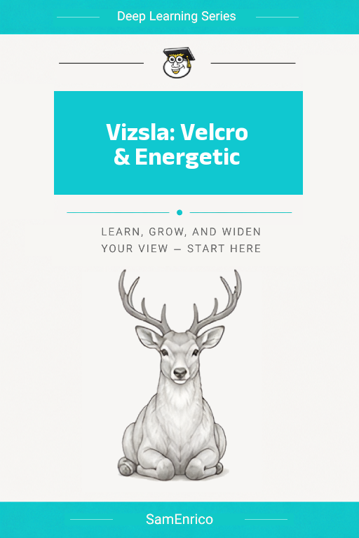 Vizsla: Velcro & Energetic